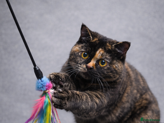 British Shorthair cats 18 Week RARE Tortoiseshell British Shorthair Girl - Advert 3