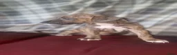 Mixed Breed dogs for sale: Whippet X Lurcher Puppies - Advert 25