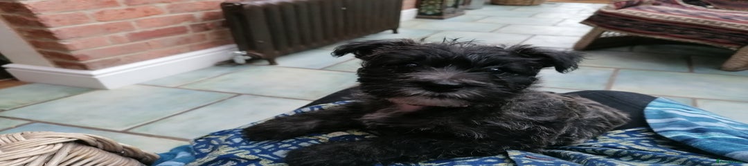 Reggie
