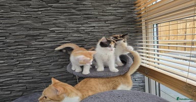 Mixed Breed cats - Advert 10