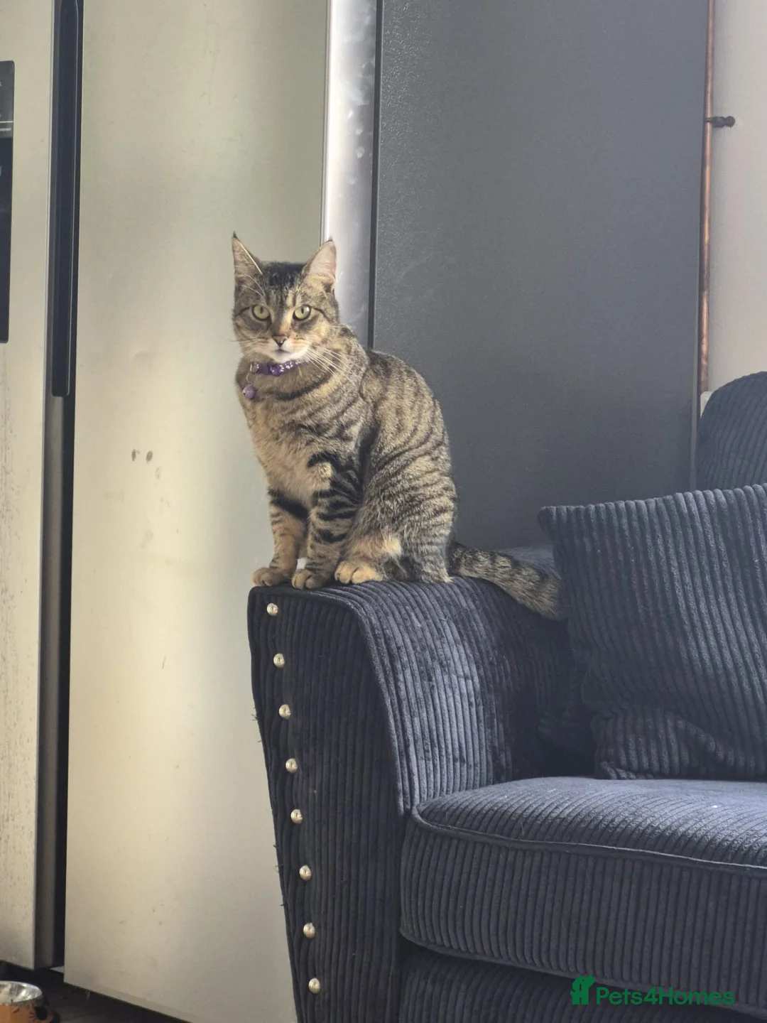 Mixed Breed cats for sale: Tilly in Gloucester - Advert 6
