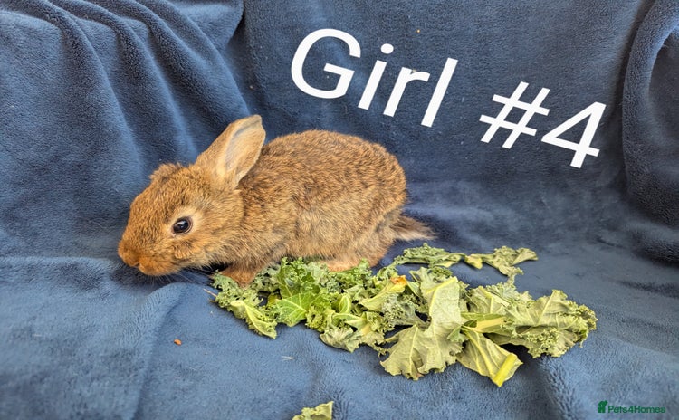 Mixed Breed rabbits - Advert 3