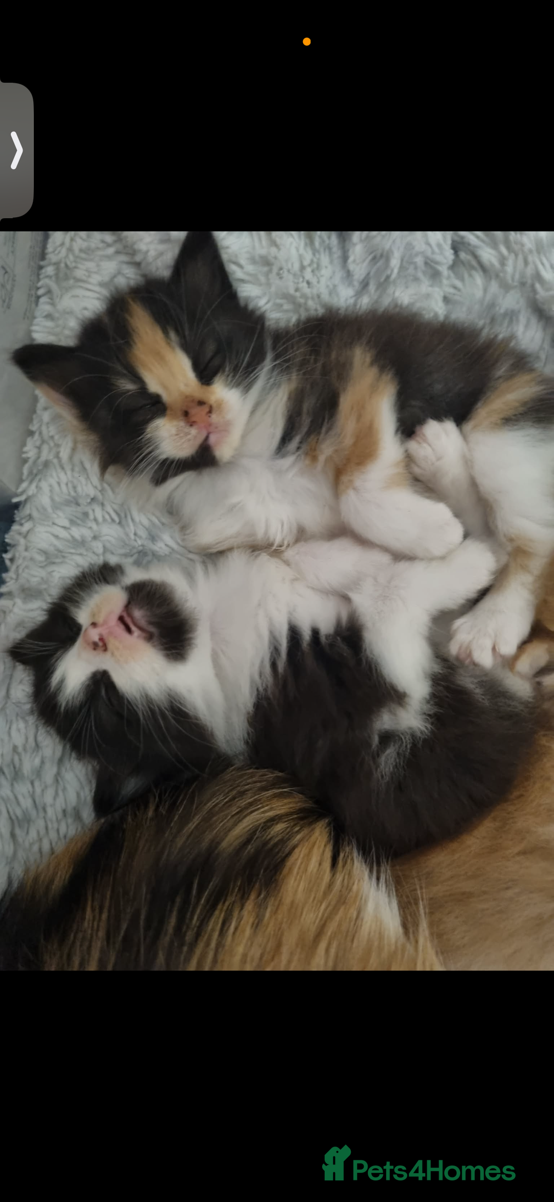 Mixed Breed cats for sale: 4 Kittens for sale - Advert 8