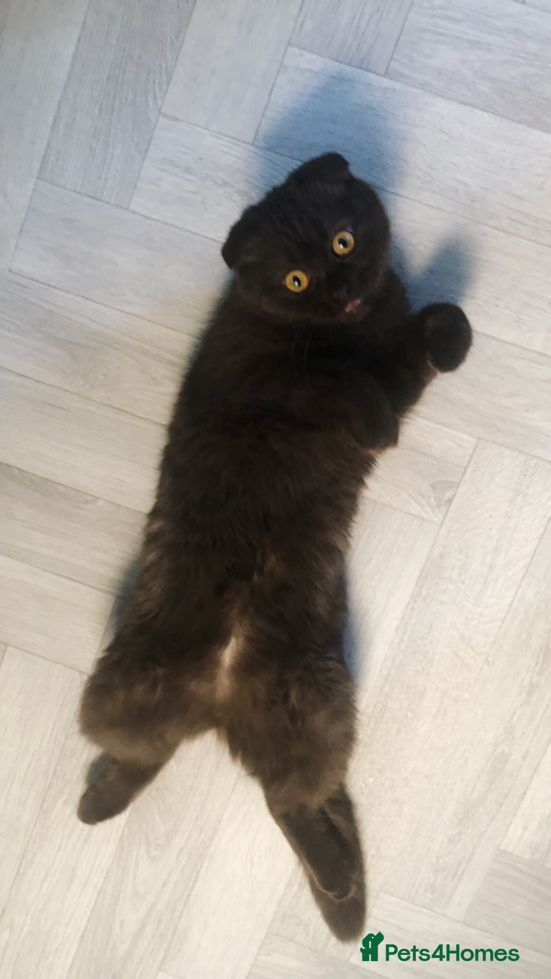 Scottish Fold cats for sale: 🐾 Rare Chocolate Beauty in Edinburgh 🏡 - Advert 12