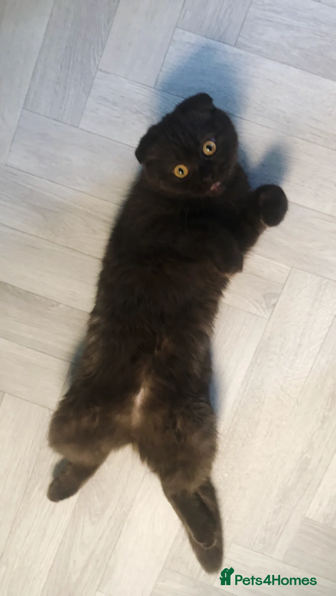 Scottish Fold cats for sale: 🐾 Rare Chocolate Beauty in Edinburgh 🏡 - Advert 12