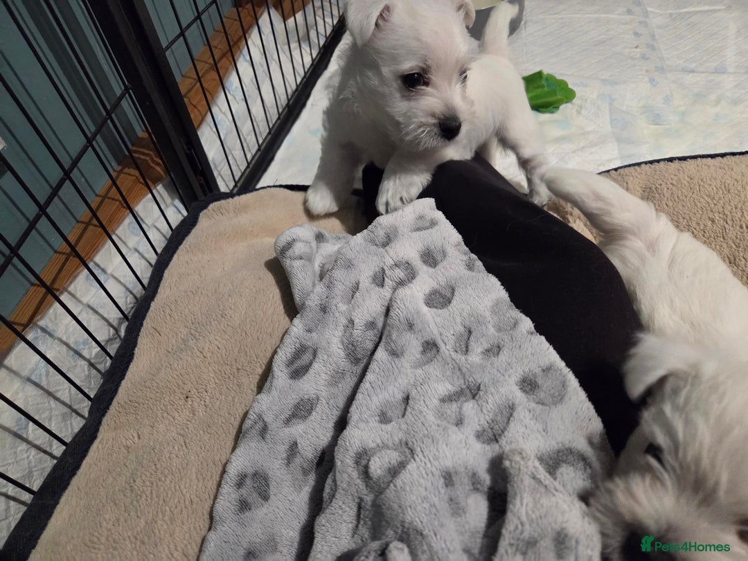 West Highland Terrier dogs for sale: Gorgeous pedigree westies, excellent bloodlines - Image 24
