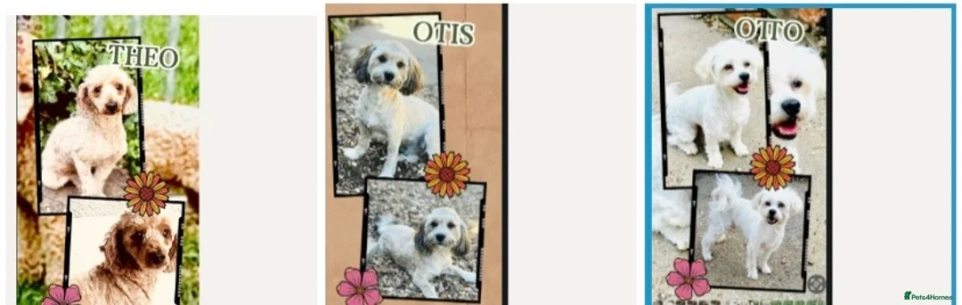 Toy Poodle dogs for stud: 100% HEALTH TESTED STUDS IN SOUTH LINCOLNSHIRE - Advert 1