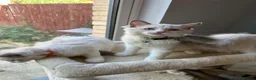 Ragdoll cats for sale:  TICA Quality Beautiful ragdoll kittens 😻🌟 - Advert 5