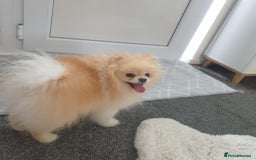 Pomeranian dogs for sale: Exellent quality mini ** pomeranian puppies  - Image 14
