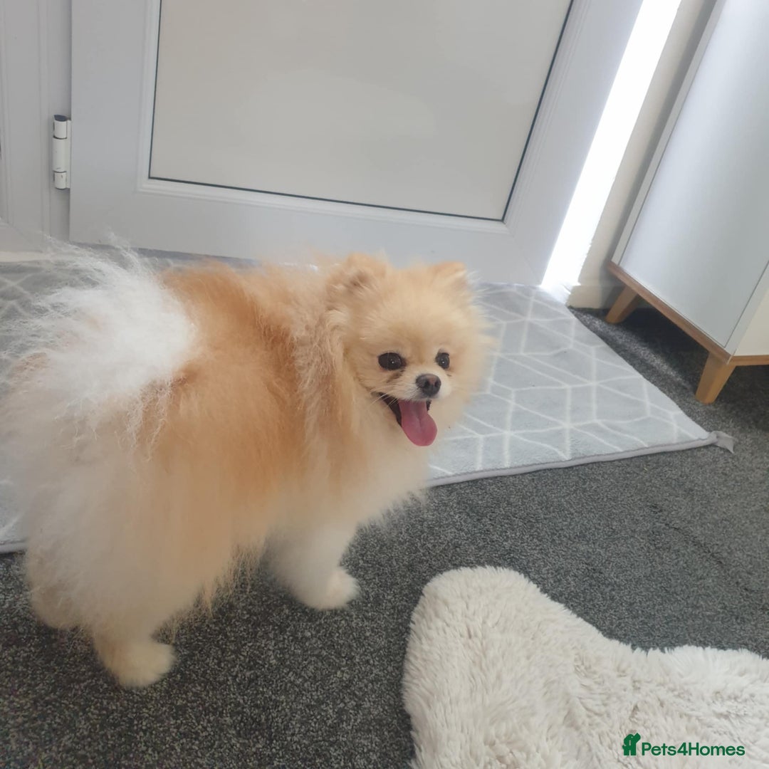 Pomeranian dogs for sale: Exellent quality mini ** pomeranian puppies  - Image 14