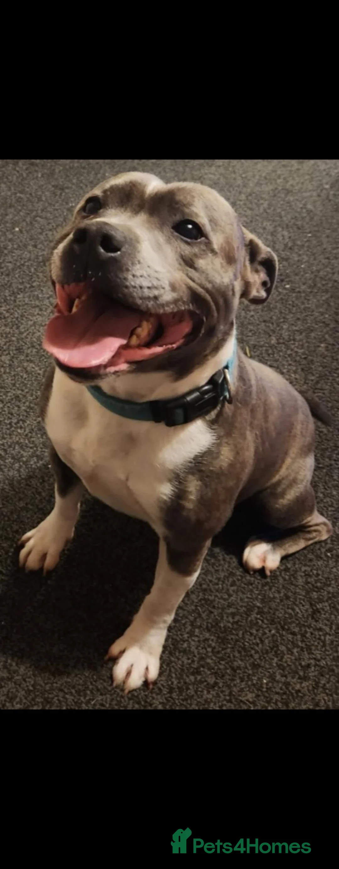 Mixed Breed dogs for sale: Bulldog x Staffordshire Bull Terrier  - Advert 11