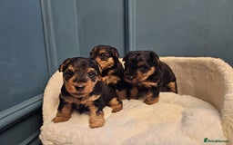 Welsh Terrier dogs for sale: Beautiful Champion Lines KC Welsh Terrier Puppies - Image 6