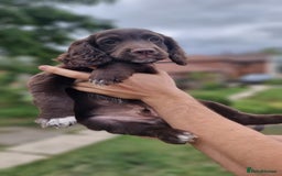 Cocker Spaniel dogs for sale: Cocker spaniel KC registered healthy puppies - Image 2