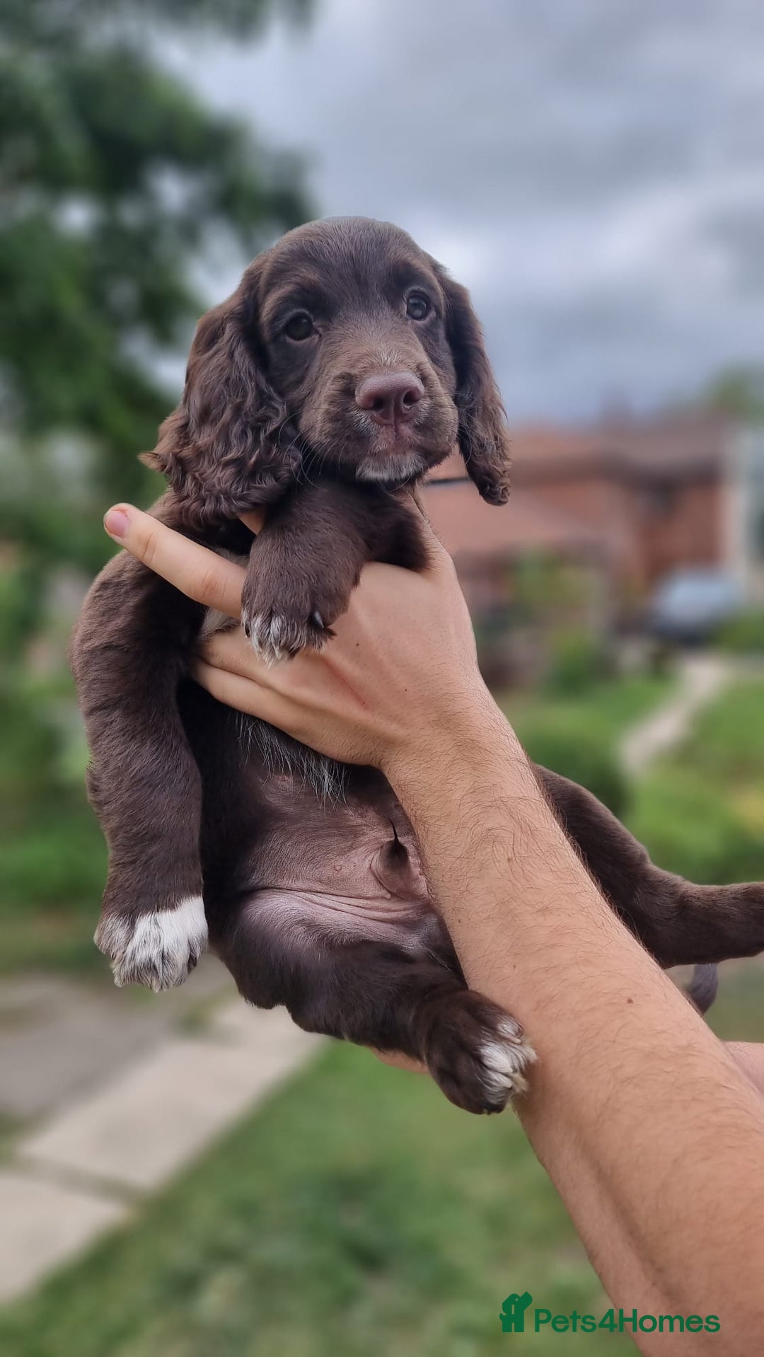 Cocker Spaniel dogs for sale: Cocker spaniel KC registered healthy puppies - Image 2