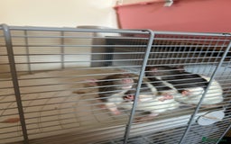 Rat rodents for sale: 2 Male Rats and Cage - Image 9