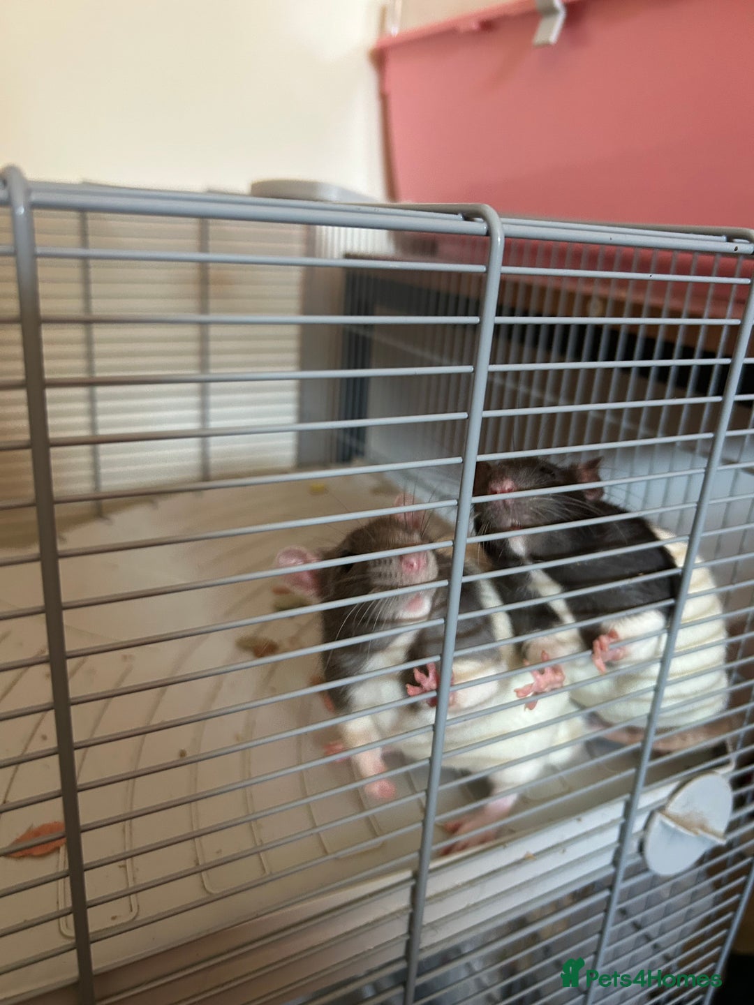 Rat rodents for sale: 2 Male Rats and Cage - Image 9