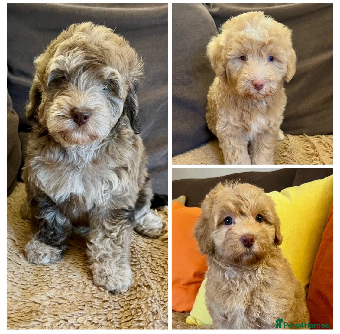 Labradoodle dogs Mini Labradoodle pups, READY NOW! - Advert 1
