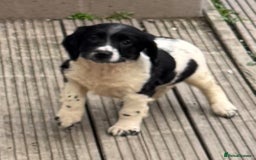 English Springer Spaniel dogs for sale: KC Calm English Springer Spaniel Puppies - Image 14