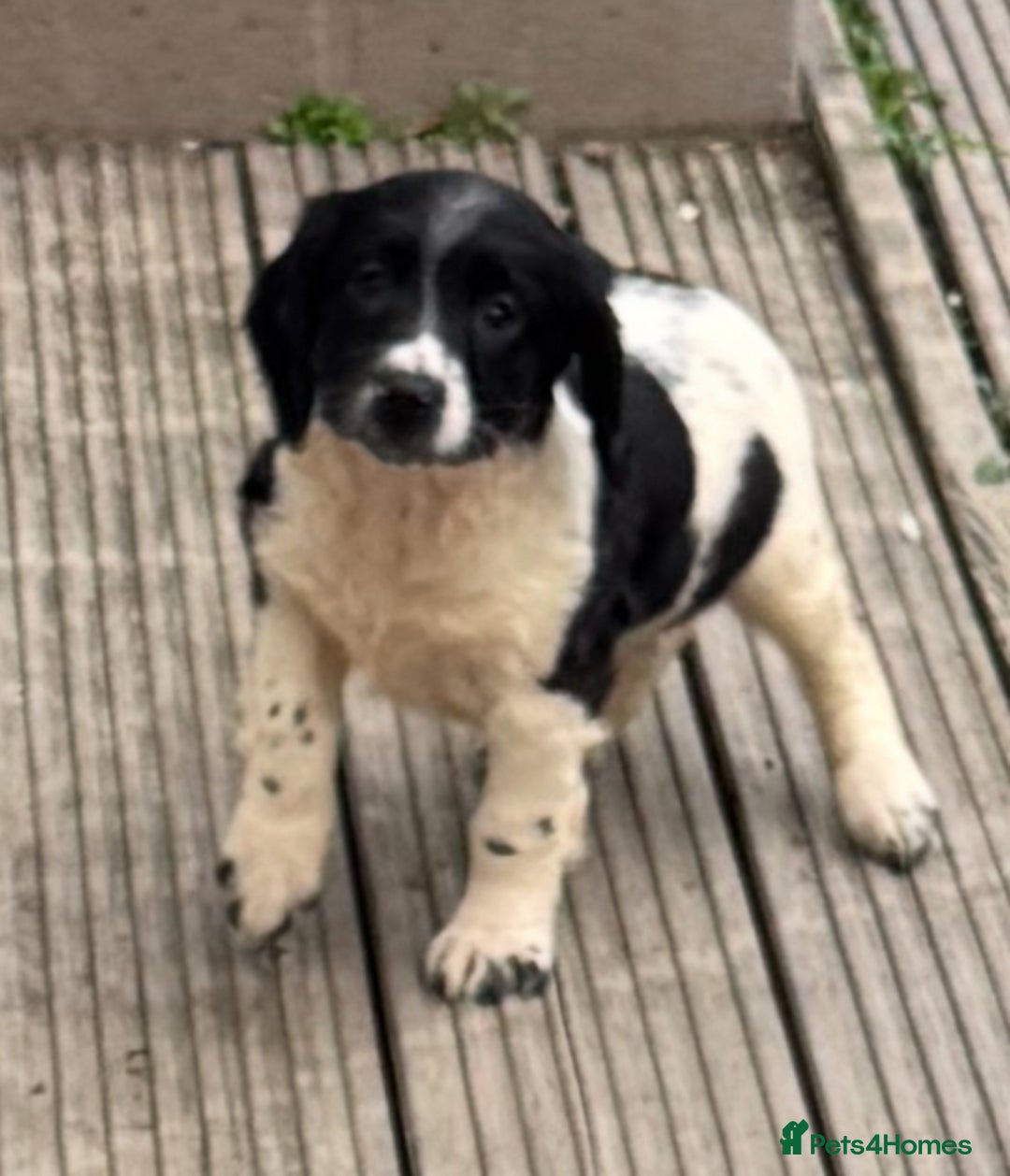 English Springer Spaniel dogs for sale: KC Calm English Springer Spaniel Puppies - Image 14