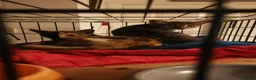 Domestic Shorthair cats for sale: Forever home needed for beautiful Harli - Advert 4