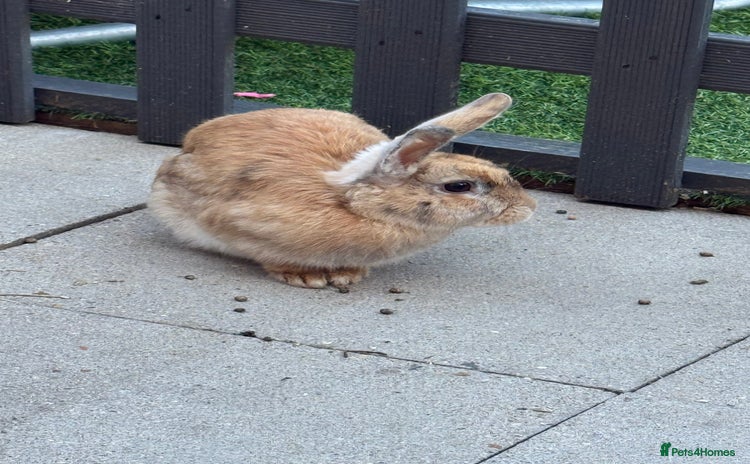 Mini Lop rabbits - Advert 4