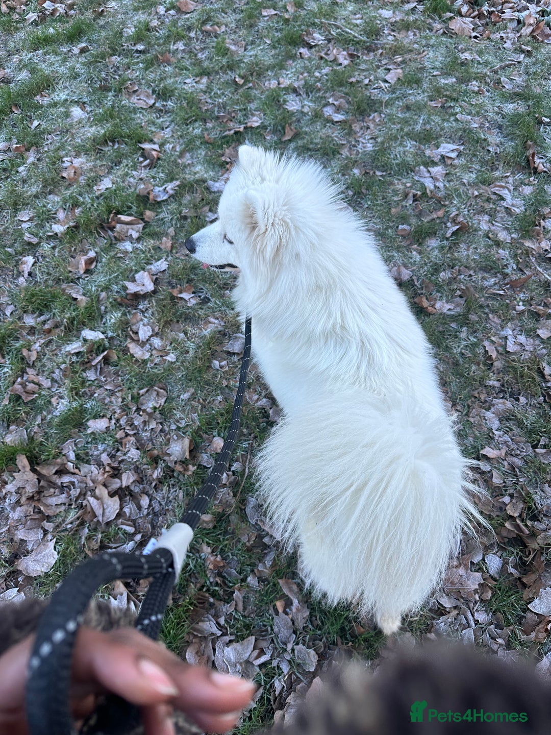 Samoyed dogs for sale: URGENT: 1-Year-Old Dog Needs Home in 7 Days - Advert 10