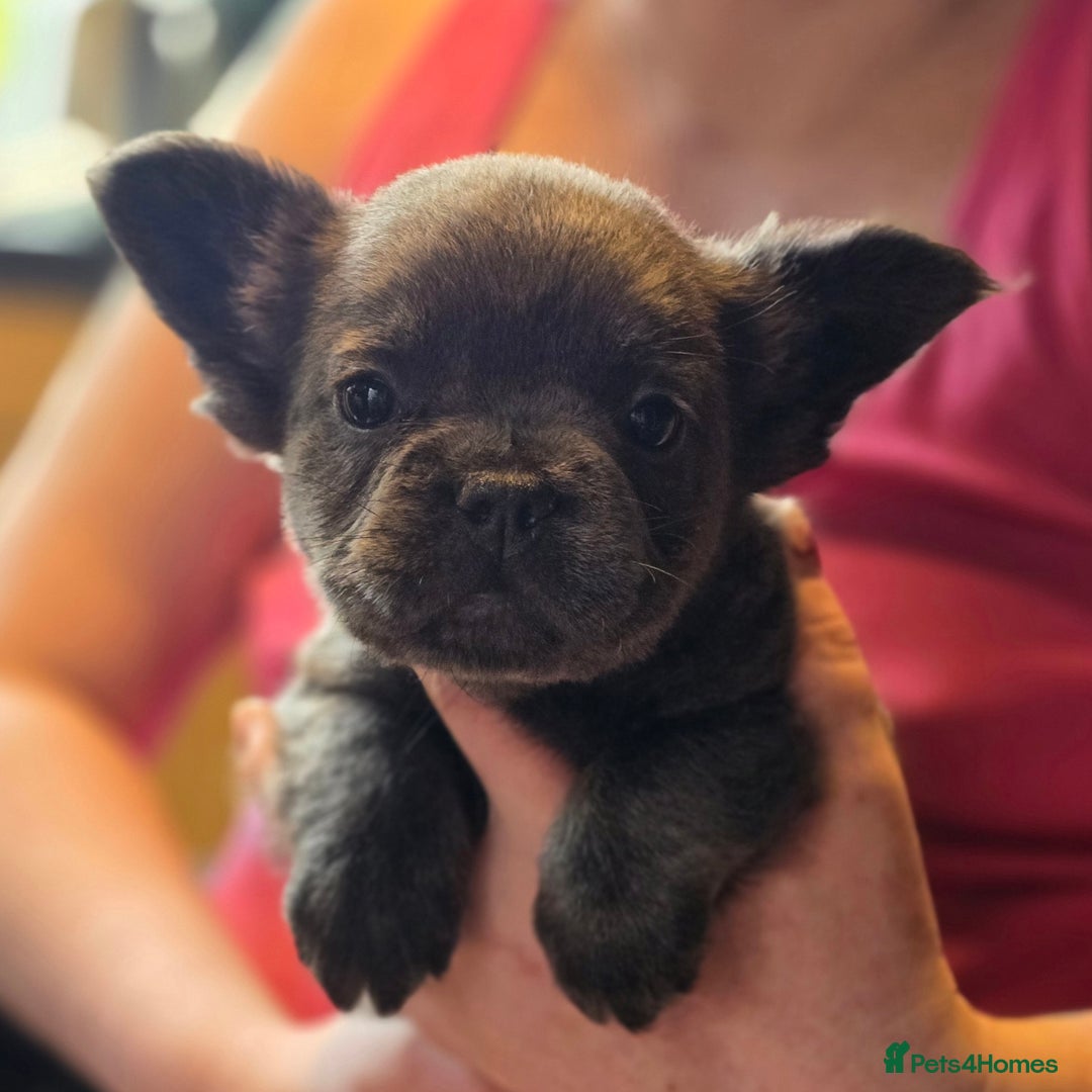French Bulldog dogs for sale: Fluffy French Bulldog Puppies  - Image 7