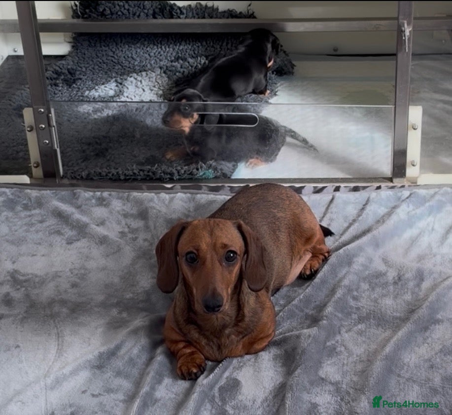 Miniature Dachshund dogs for sale: Gorgeous super quality Black and Tan puppies - Advert 1