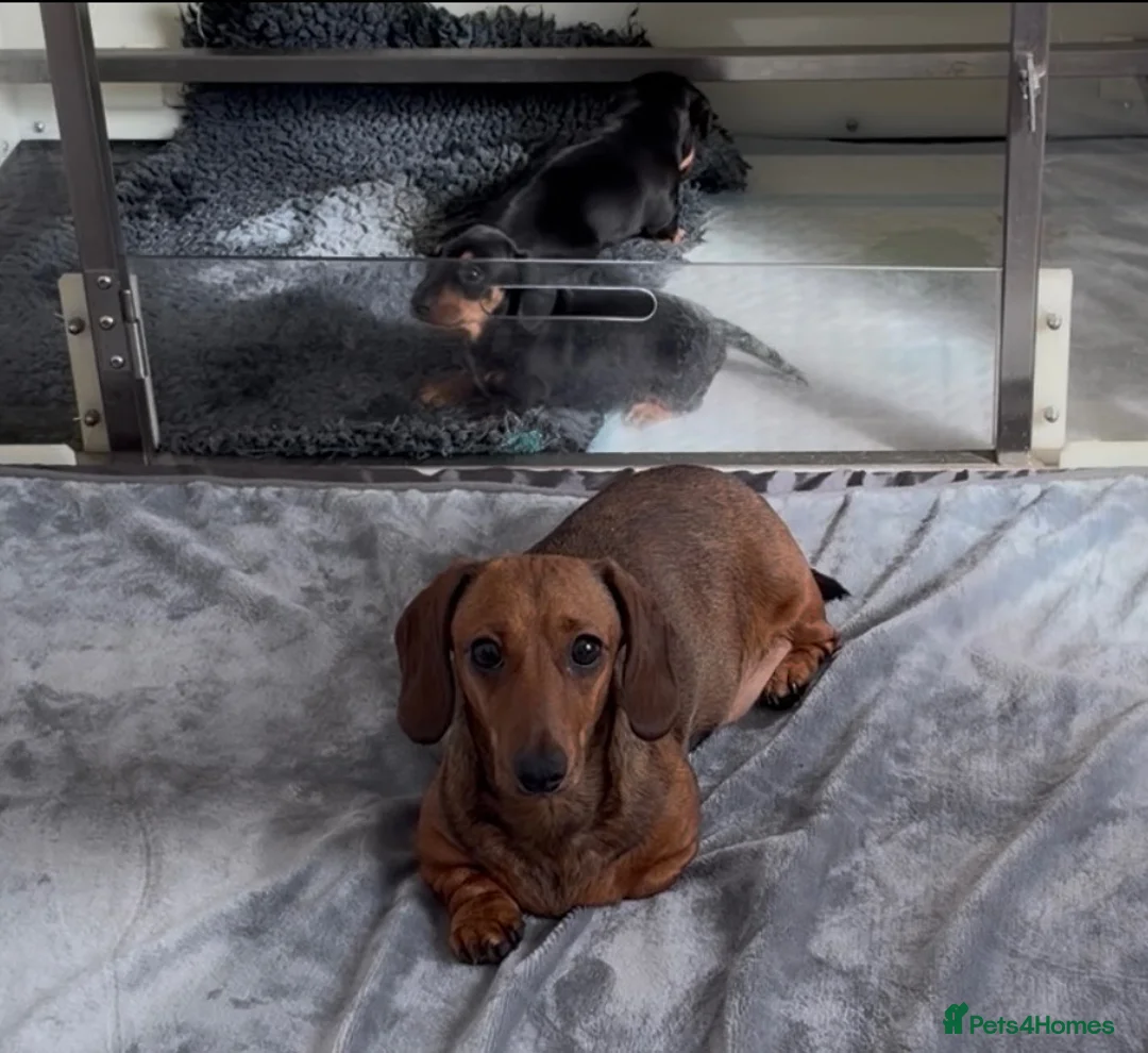 Miniature Dachshund dogs for sale: Gorgeous super quality Black and Tan puppies - Advert 1