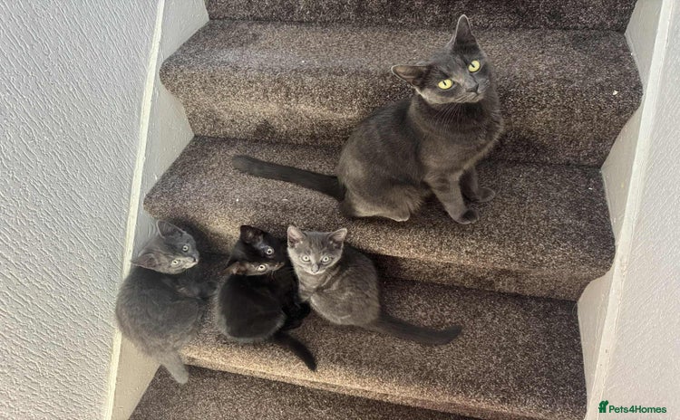 Russian Blue cats - Advert 9