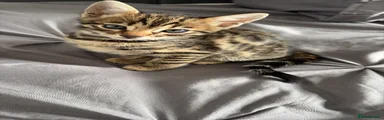 Bengal 2