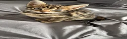 Bengal cats for sale: 2 bengal kittens for sale  - Advert 7