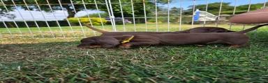 Miniature Dachshund 2