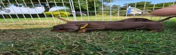 Miniature Dachshund dogs for sale: Kc reg, health tested,miniature dachshund puppies  - Advert 15