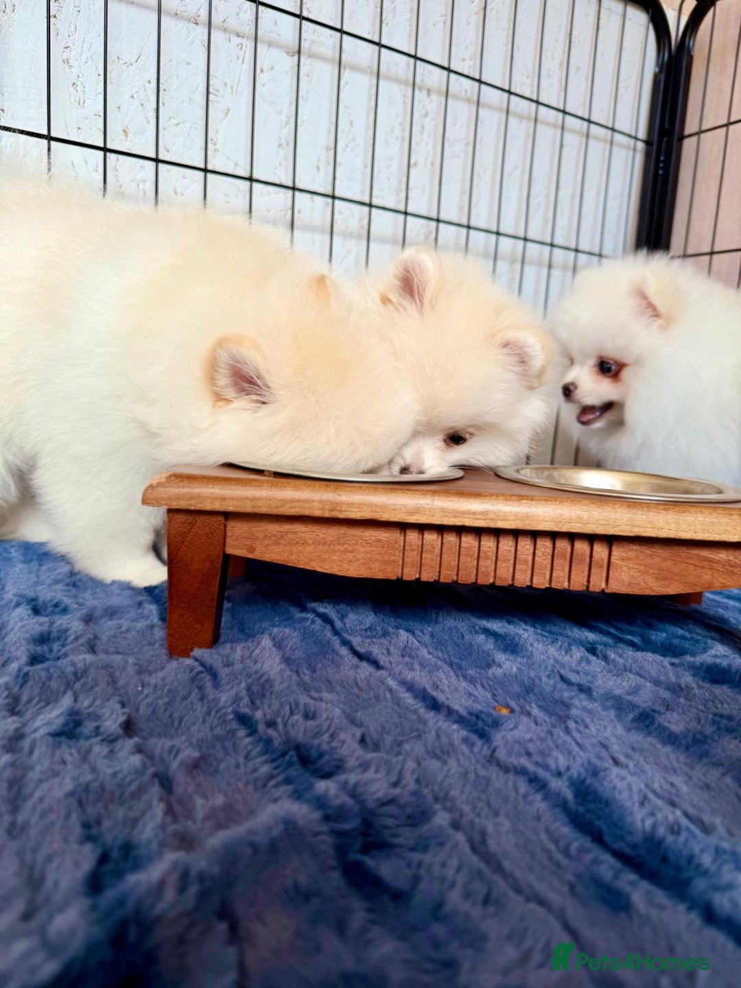 Pomeranian dogs for sale: 🐾✨ Rare White Extra Tiny Size Pomeranian Puppies  - Image 14