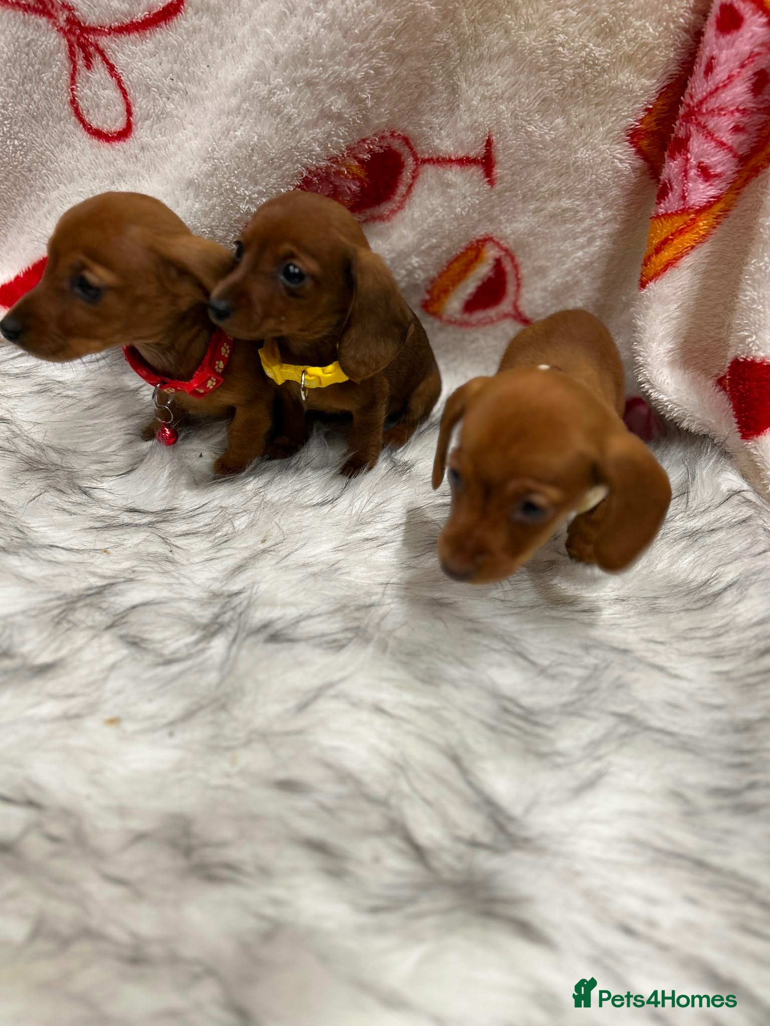 Miniature Dachshund dogs ⭐️Beautiful Kaninchen Pups READY NOW - Advert 2