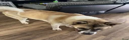 Akita dogs for sale: Kuma Akita - Advert 3