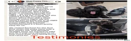 Labradoodle dogs for sale: Chunky health tested f1bb standard labradoodles  - Advert 10