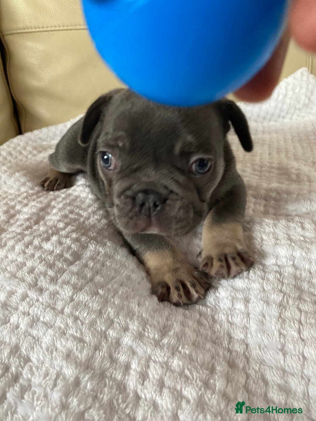 French Bulldog dogs for sale: Beautiful French Bulldogs Puppies for Sale  - Image 8