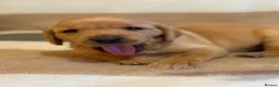 Labrador Retriever dogs for sale: KC Registered Labrador Retriever Puppies  in Attleborough - Advert 9