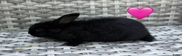 Mini Lop rabbits for sale: Pure bred mini lops - Advert 11