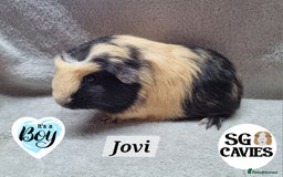 Guinea Pig rodents for sale: Stunning baby guinea pigs available  - Image 12