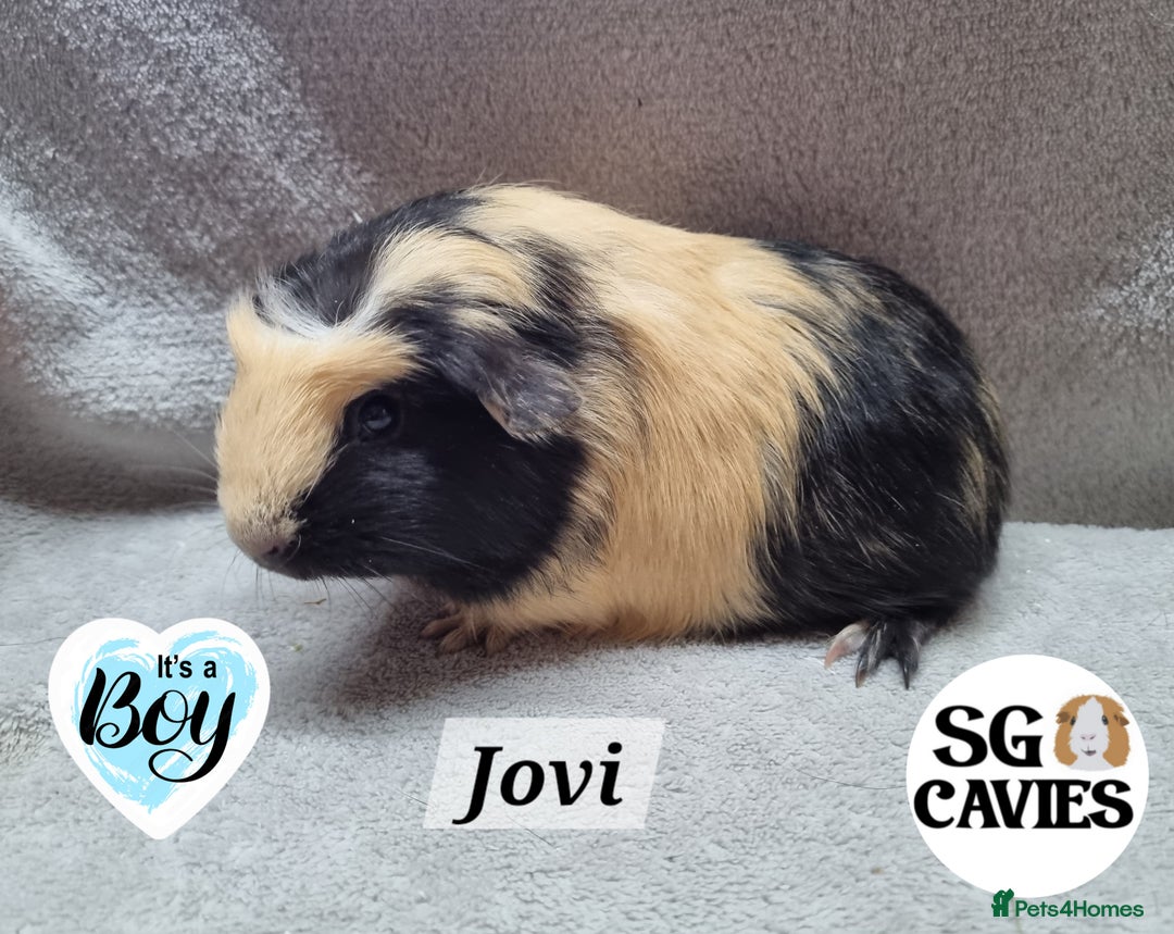 Guinea Pig rodents for sale: Stunning baby guinea pigs available  - Image 12