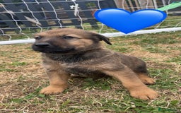 Mixed Breed dogs for sale: Rottweiler mixed with German Shepherds in Shrewsbury - Image 4