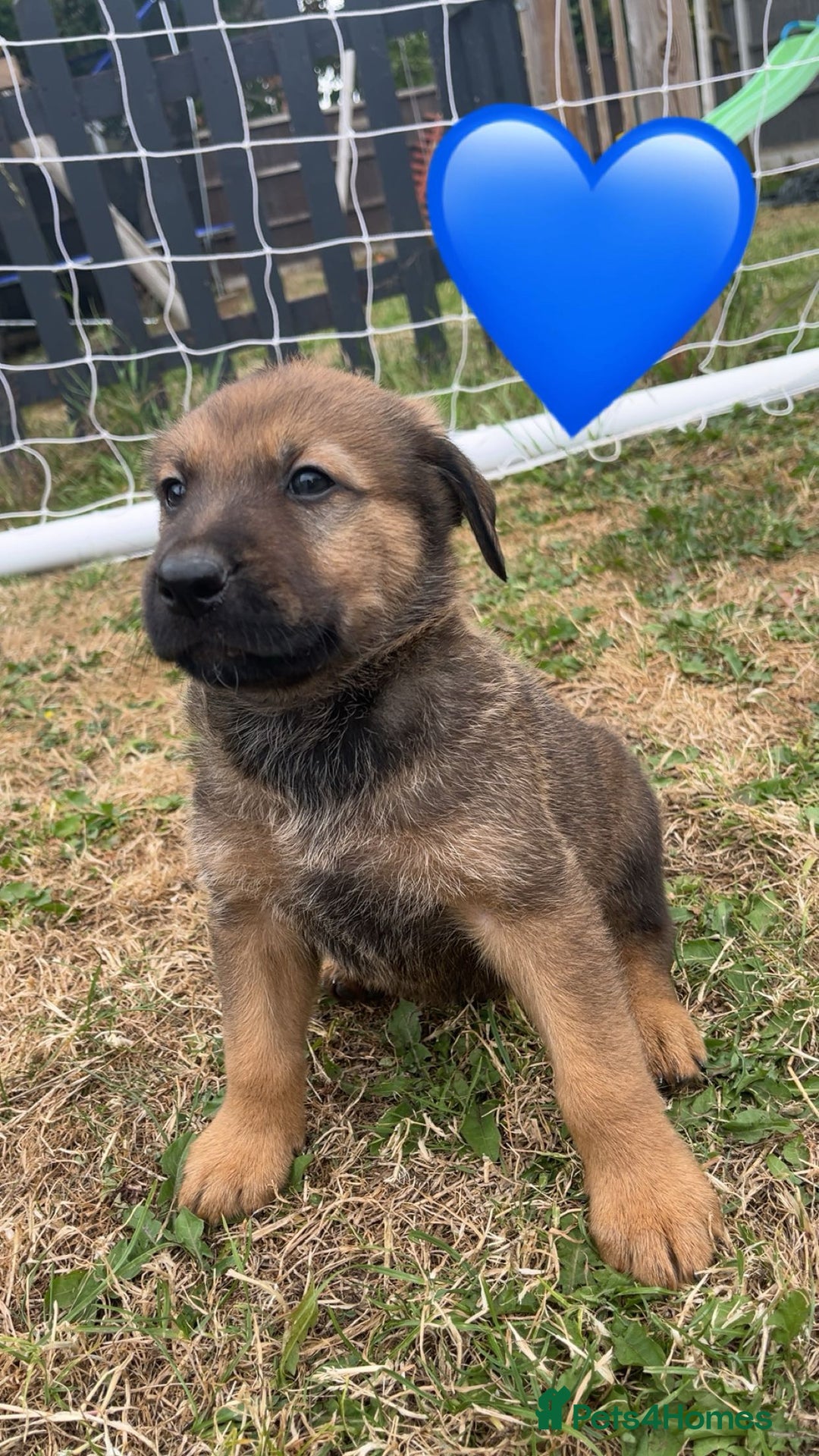Mixed Breed dogs for sale: Rottweiler mixed with German Shepherds in Shrewsbury - Image 4