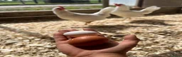 Chickens poultry for sale: Pol warren and leghorns. Starting laying now  - Advert 4