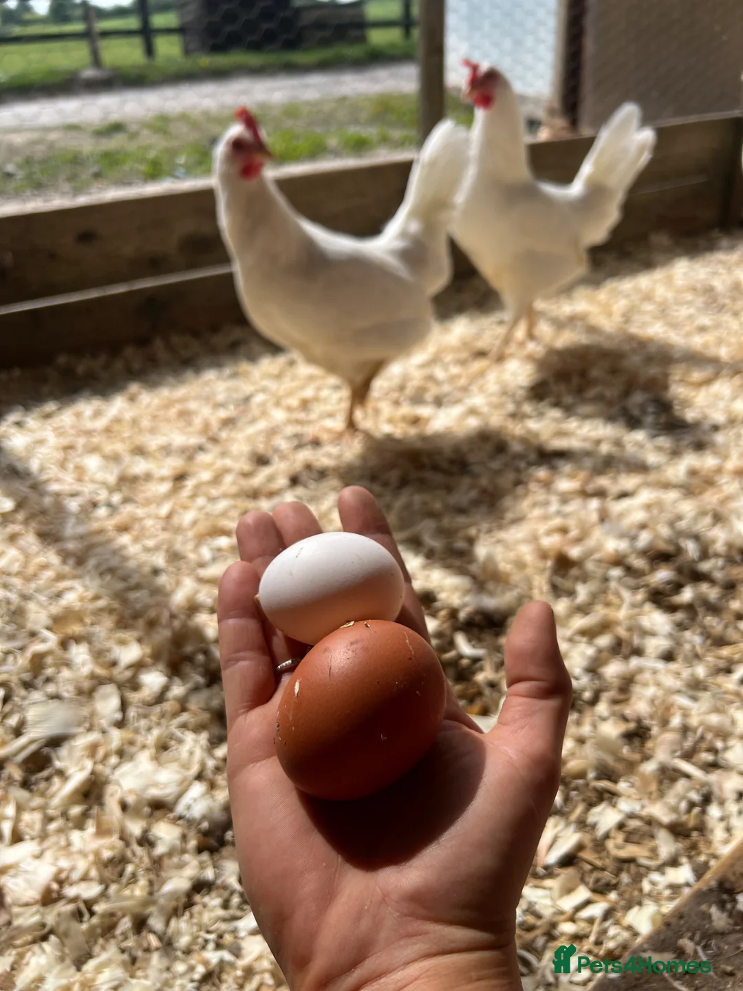 Chickens poultry for sale: Pol leghorns for sale  - Advert 2