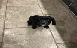 Bocker dogs for sale: Bocker Puppies for Sale - Image 5