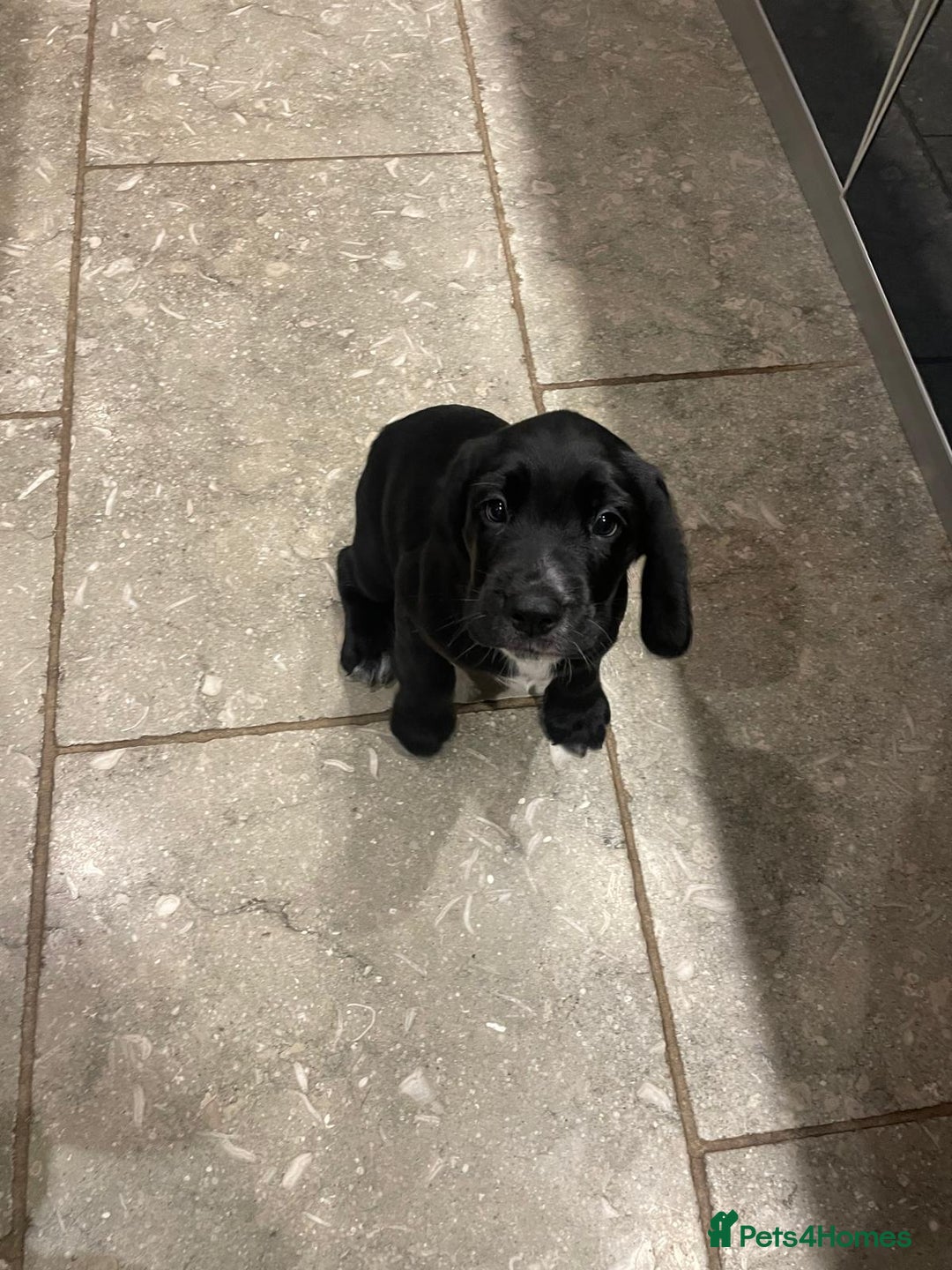 Bocker dogs for sale: Bocker Puppies for Sale - Image 5