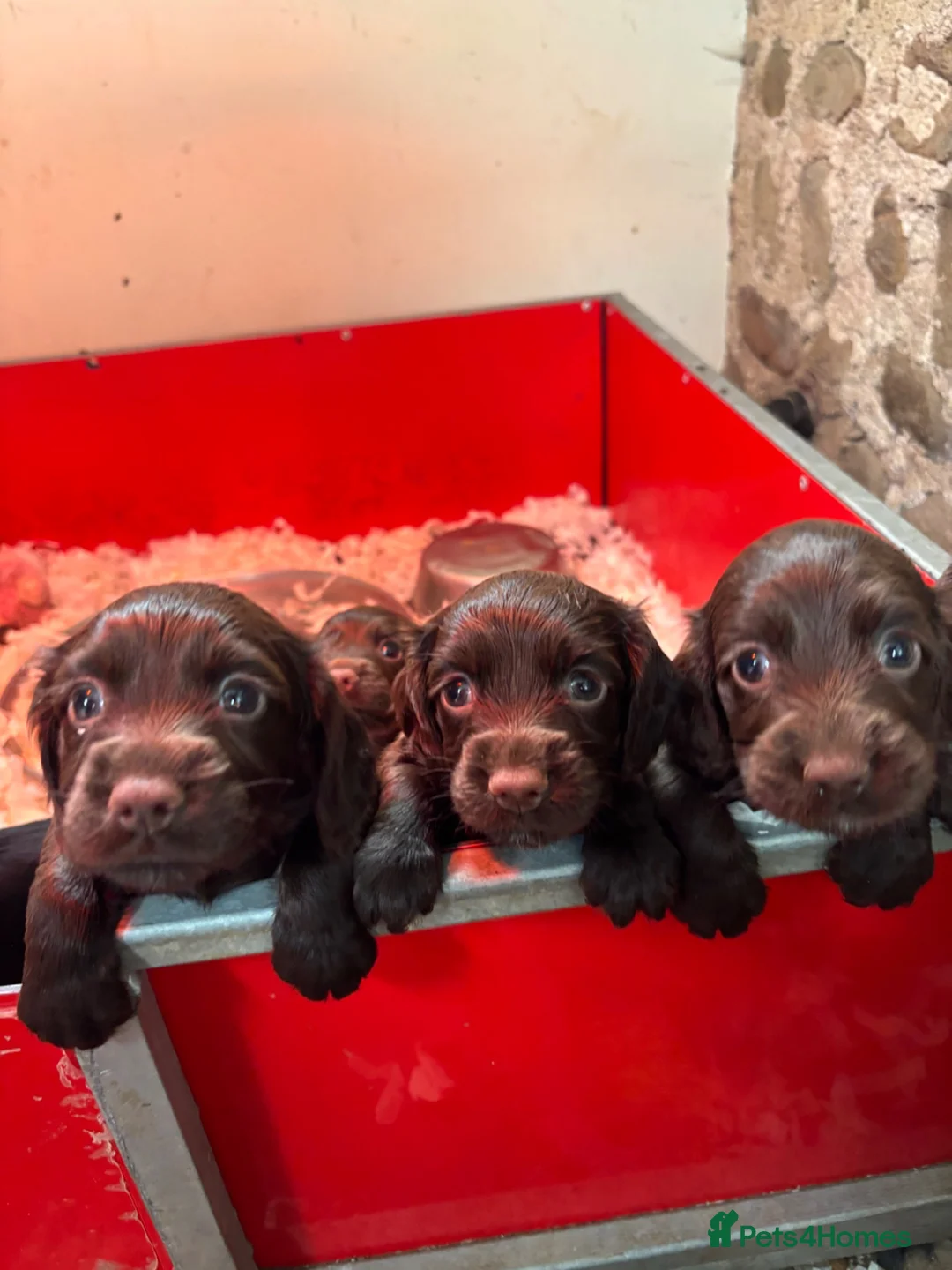 Cocker Spaniel dogs for sale: Working cockers spaniel  in Harrogate - Advert 5